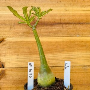 0710 50 Rosa do Deserto Lilac