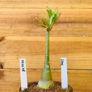 0710 78 Rosa do Deserto Lilac