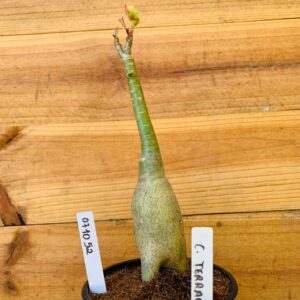 0710 52 Rosa do Deserto C. Terrace