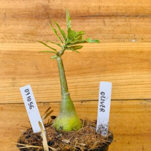 0710 56 Rosa do Deserto Olive