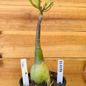 0710 59 Rosa do Deserto Lilac