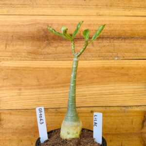 0710 63 Rosa do Deserto Lilac