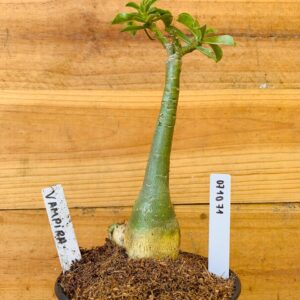 0710 71 Rosa do Deserto Vampira