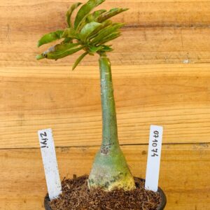 0710 74 Rosa do Deserto Ziyi