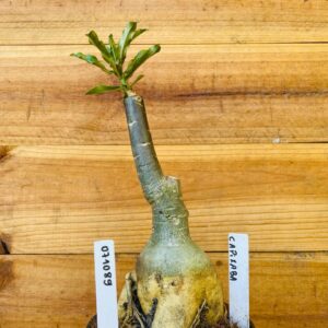 0710 89 Rosa do Deserto Capixaba