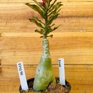 0710 90 Rosa do Deserto Emma