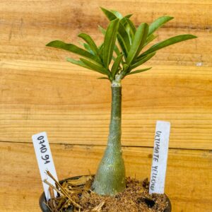 0710 91 Rosa do Deserto Ultimate Yellow