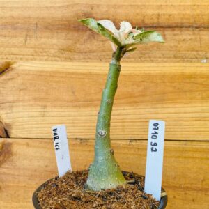 0710 92 Rosa do Deserto Variegata Ice