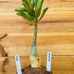 0710 93 Rosa do Deserto Ziyan