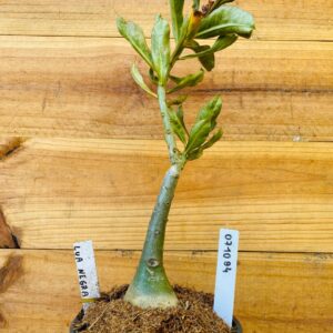 0710 94 Rosa do Deserto Lua Negra