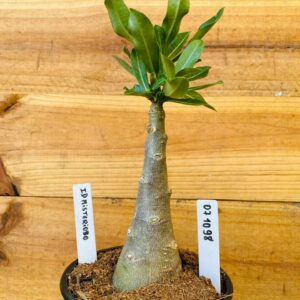 0710 98 Rosa do Deserto ID Misterioso