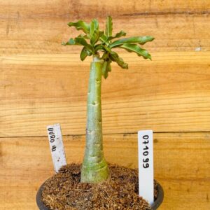 0710 99 Rosa do Deserto Ouro Mil