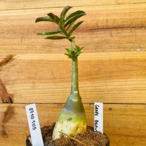 0710 105 Rosa do Deserto Grape Beauty