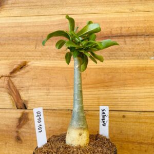 0710 107 Rosa do Deserto Saturno