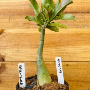 0710 115 Rosa do Deserto Golden Temple