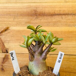 0710 31 Arabicum Panzer - F2 12 meses