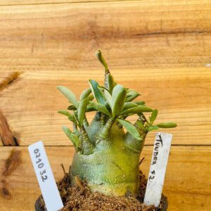 0710 32 Arabicum Tundra - F2 12 meses