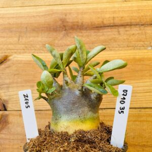 0710 35 Arabicum Zeus - F2 12 meses