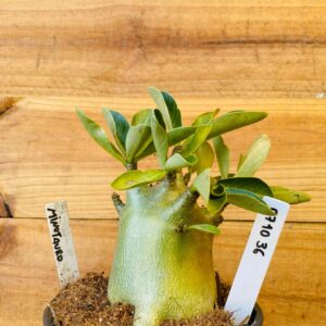 0710 36 Arabicum Minotauro - F2 12 meses