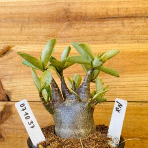 0710 37 Arabicum Nix - F2 12 meses