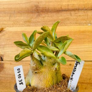 0710 38 Arabicum Tomahawk - F2 12 meses