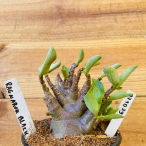 0710 39 Arabicum Ragnarok Black - F2 12 meses