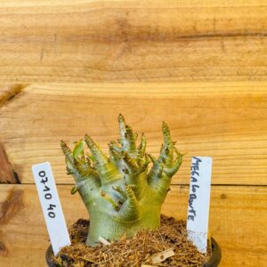 0710 40 Arabicum Megalodonte - F2 12 meses