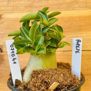 0710 41 Arabicum Popeye - F2 12 meses