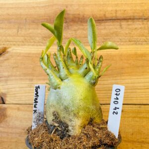 0710 42 Arabicum Tomahawk - F2 12 meses