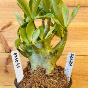 0710 43 Arabicum Godzila - F2 12 meses