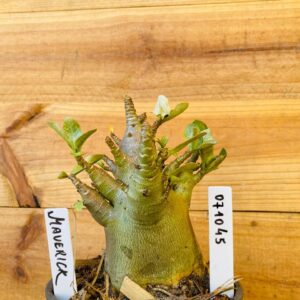0710 45 Arabicum Maverick - F2 12 meses