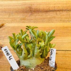 0710 46 Arabicum Godzila - F2 12 meses