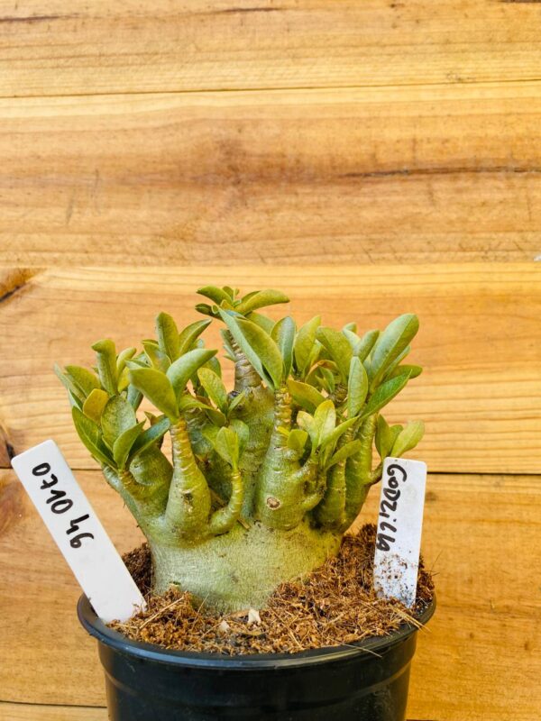 0710 46 Arabicum Godzila - F2 12 meses