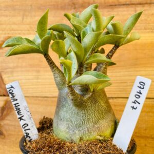 0710 47 Arabicum Tomahawk Black - F2 12 meses