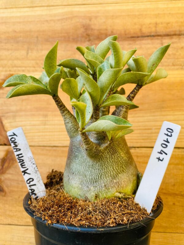 0710 47 Arabicum Tomahawk Black - F2 12 meses
