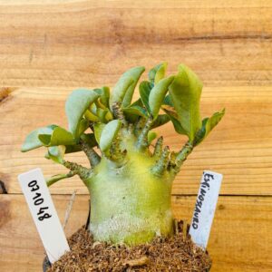 0710 48 Arabicum Espinossauro - F2 12 meses