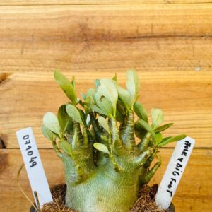 0710 49 Arabicum Hulk + Big Foot - F2 12 meses