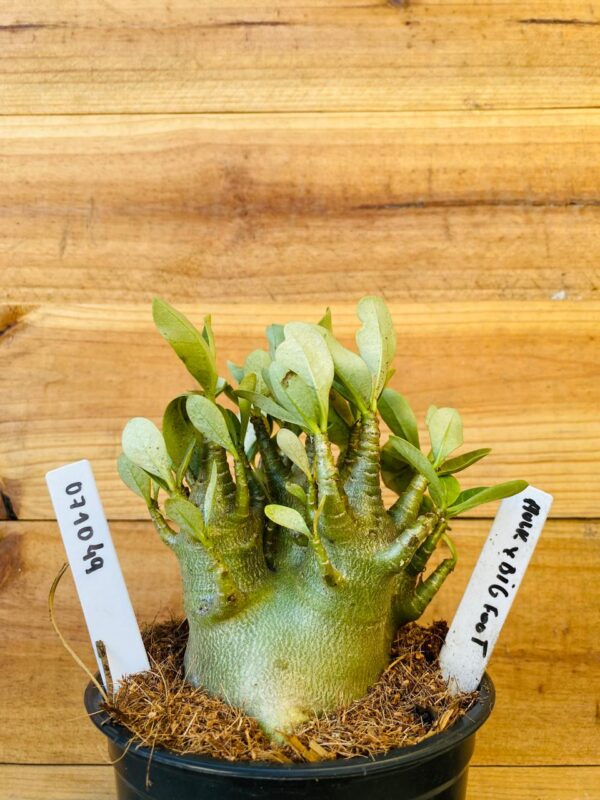 0710 49 Arabicum Hulk + Big Foot - F2 12 meses