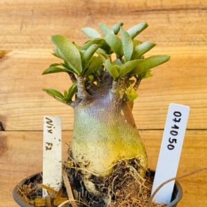 0710 50 Arabicum Nix - F2 12 meses