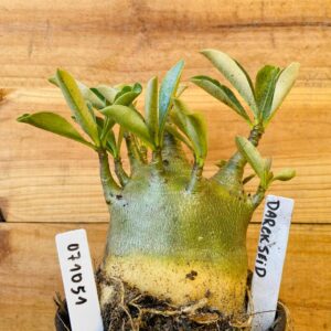 0710 51 Arabicum Darkseid - F2 12 meses