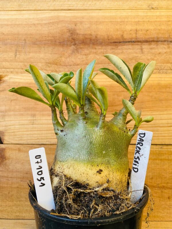 0710 51 Arabicum Darkseid - F2 12 meses