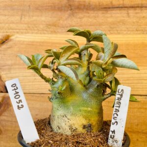 0710 52 Arabicum Spartacus - F2 12 meses