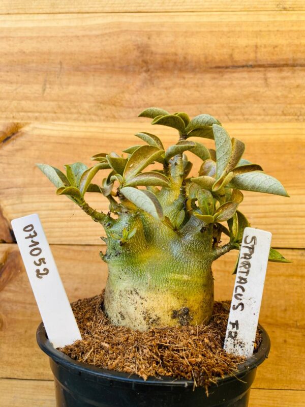0710 52 Arabicum Spartacus - F2 12 meses