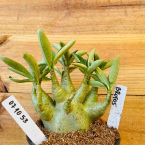 0710 53 Arabicum Brutos - F2 12 meses