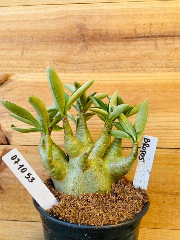 0710 53 Arabicum Brutos - F2 12 meses