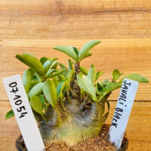 0710 54 Arabicum Javali Black - F2 12 meses