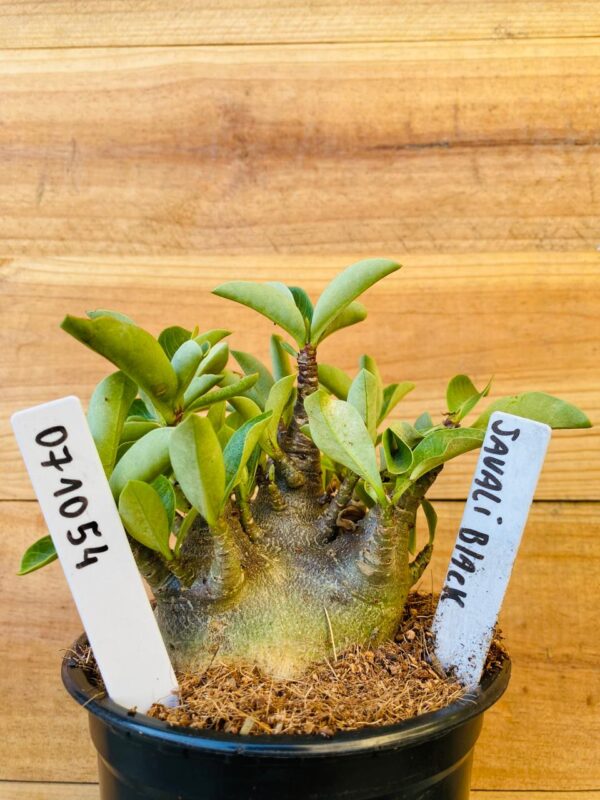 0710 54 Arabicum Javali Black - F2 12 meses