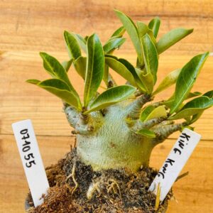 0710 55 Arabicum King Kong - F2 12 meses