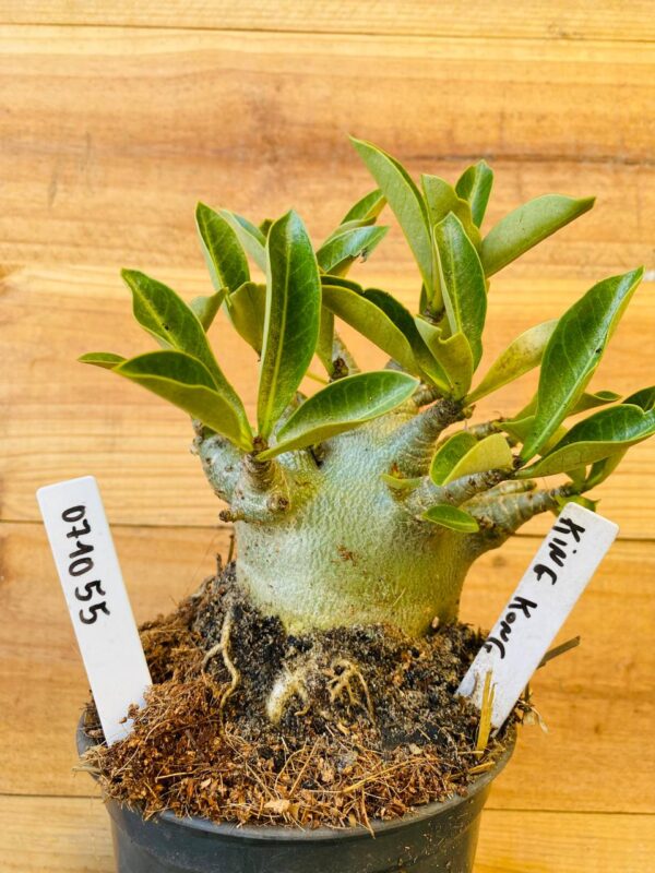 0710 55 Arabicum King Kong - F2 12 meses