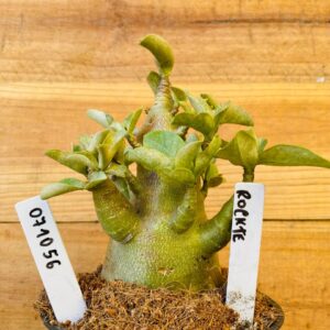 0710 56 Arabicum Rocket - F2 12 meses